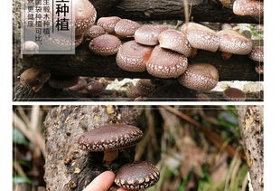 富農園特級冬菇 福建山珍，品味自然的饋贈